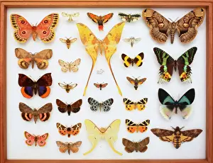 Prints of Unidentified photograph of mounted specimens of butterflies and moths Related Prints: Entomological Specimens of Lepidoptera Print