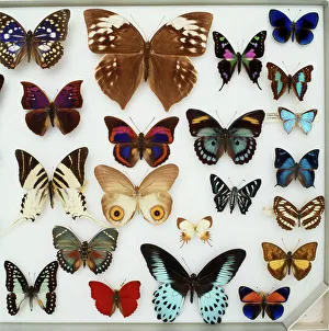 Entomological specimens of Lepidoptera Entomological specimens of Lepidoptera