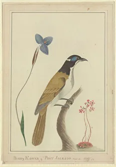 Entomyzon cyanotis, blue-faced honeyeater Entomyzon cyanotis, blue-faced honeyeater