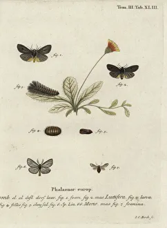 Epatolmis caesarea and Penthophera morio moths Epatolmis caesarea and Penthophera morio moths