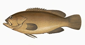 Epinephelus marginatus, or Dusky Perch Epinephelus marginatus, or Dusky Perch
