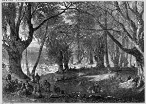 Essex Landscape Photography Prints: Epping Forest