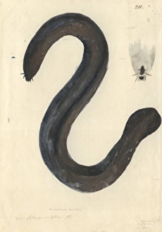 Eptatretus cirrhatus, broadgill hagfish Eptatretus cirrhatus, broadgill hagfish