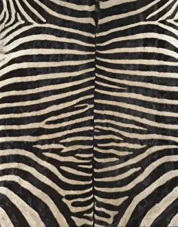 Equus Zebra Prints: Equus zebra, zebra