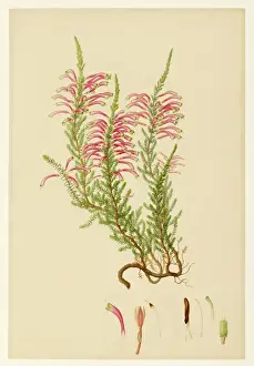Antique Floral Prints: Ericaceae