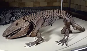 Natural History Museum Exhibits Prints: Eryops