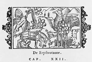 Historical Birds Of Prey Prints: ERYTHROTAO