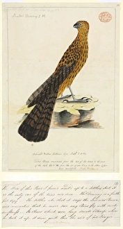 Erythrotriorchis radiatus, red goshawk Erythrotriorchis radiatus, red goshawk