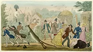 London Zoological Gardens Prints: Escaped Kangaroo