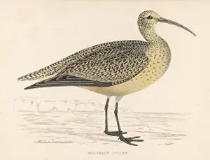Vintage Wildlife Artwork Prints: Eskimo Curlew (Morris)