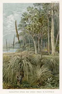 Eucalyptus Trees Australia Prints: Eucalyptus - Australia