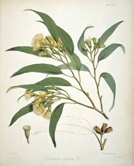 Victorian Era Botany Illustrations Prints: Eucalyptus urnigera, eucalyptus