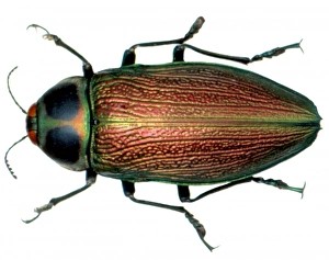 Euchroma gigantea, giant jewel beetle Euchroma gigantea, giant jewel beetle