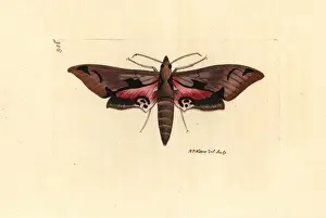 George Shaw Naturalist Prints: Eumorpha achemon, Achemon sphinx