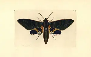 Copperplate Engravings History Prints: Eumorphia phorbas moth