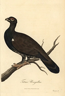 Eurasian black grouse, Tetrao urogallus Eurasian black grouse, Tetrao urogallus