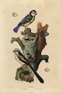 Eurasian blue tit, Cyanoses caeruleus Eurasian blue tit, Cyanoses caeruleus