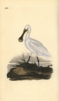 Eurasian or common spoonbill, Platalea leucorodia Eurasian or common spoonbill, Platalea leucorodia