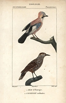 Eurasian jay, Garrulus glandarius, and spotted Eurasian jay, Garrulus glandarius, and spotted