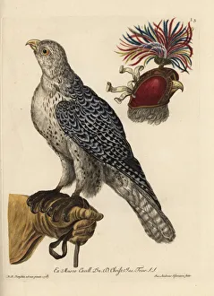 Eurasian sparrowhawk, Accipiter nisus Eurasian sparrowhawk, Accipiter nisus