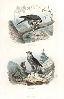 Eurasian sparrowhawk and northern goshawk Eurasian sparrowhawk and northern goshawk