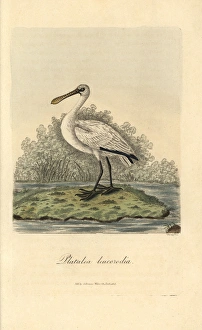Eurasian spoonbill, Platalea leucorodia Eurasian spoonbill, Platalea leucorodia