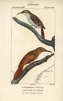 Eurasian treecreeper, Certhia familiaris Eurasian treecreeper, Certhia familiaris