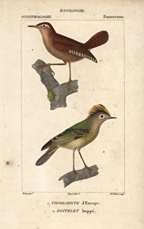 Eurasian wren, Troglodytes troglodytes Eurasian wren, Troglodytes troglodytes