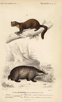 European badger, Meles meles, and European European badger, Meles meles, and European