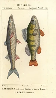 European barracuda and perch European barracuda and perch