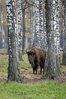 European Bison - adult female - in birch forest European Bison - adult female - in birch forest