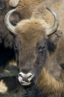 European Bison - adult female - cleaning its nostrils European Bison - adult female - cleaning its nostrils
