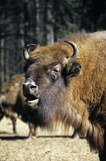 European Bison - adult female grazes with others in a herd European Bison - adult female grazes with others in a herd