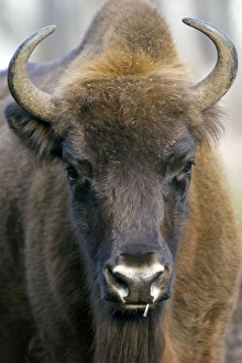 European Bison - adult female - ruminates after European Bison - adult female - ruminates after