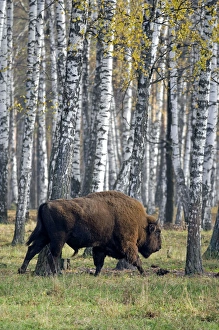 European Bison - adult male - birch forest European Bison - adult male - birch forest