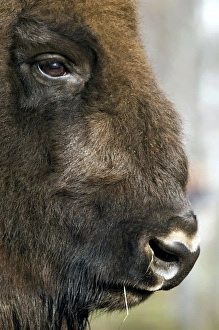 European Bison - adult male bull - ruminates after European Bison - adult male bull - ruminates after