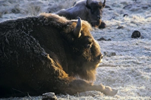 European Bison - adult male - snoozes in frosty European Bison - adult male - snoozes in frosty