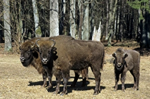 European Bison - adults and juvenile European Bison - adults and juvenile