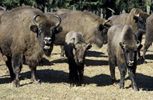 European Bison - adults and juveniles European Bison - adults and juveniles