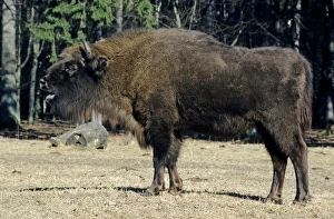 European Bison - grazes in a clearing European Bison - grazes in a clearing