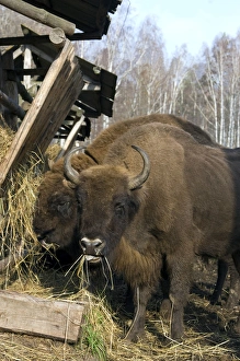 European Bison - pair of adults - supplementary European Bison - pair of adults - supplementary