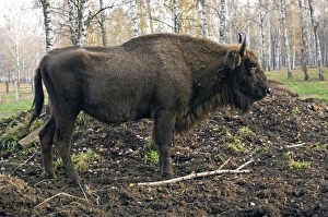 European Bison - rests after feeding - part of European Bison - rests after feeding - part of