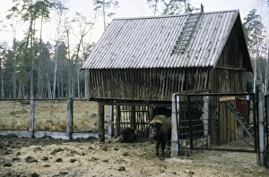 European Bison - a shelter and feeding place inside a corral European Bison - a shelter and feeding place inside a corral