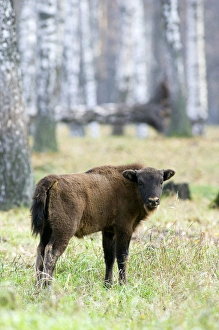 European Bison - young calf - a member of a larger European Bison - young calf - a member of a larger
