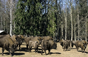 European Bisons - graze and being feed with turnips European Bisons - graze and being feed with turnips