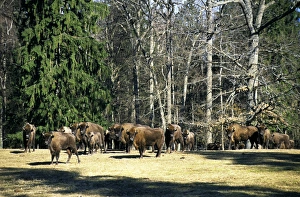 European Bisons - large herd in a clearing in a European Bisons - large herd in a clearing in a