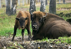 European Bisons - young calf and a huge male European Bisons - young calf and a huge male