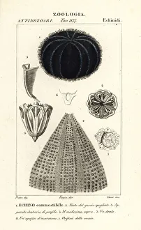 European edible sea urchin, Echinus esculentus European edible sea urchin, Echinus esculentus