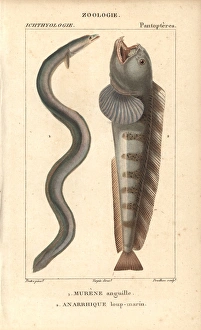 European eel, Anguilla anguilla, critically European eel, Anguilla anguilla, critically