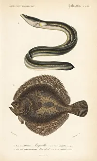 European eel, critically endangered, and turbot European eel, critically endangered, and turbot